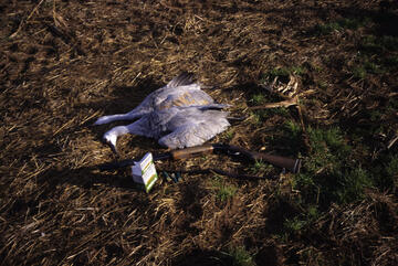 SandHill Crane Hunt